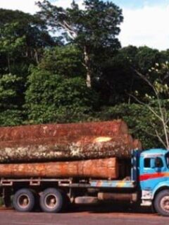 Posición del sector campesino de Pando en relación a las conseciones forestales maderables y no maderables en la amazonia Boliviana