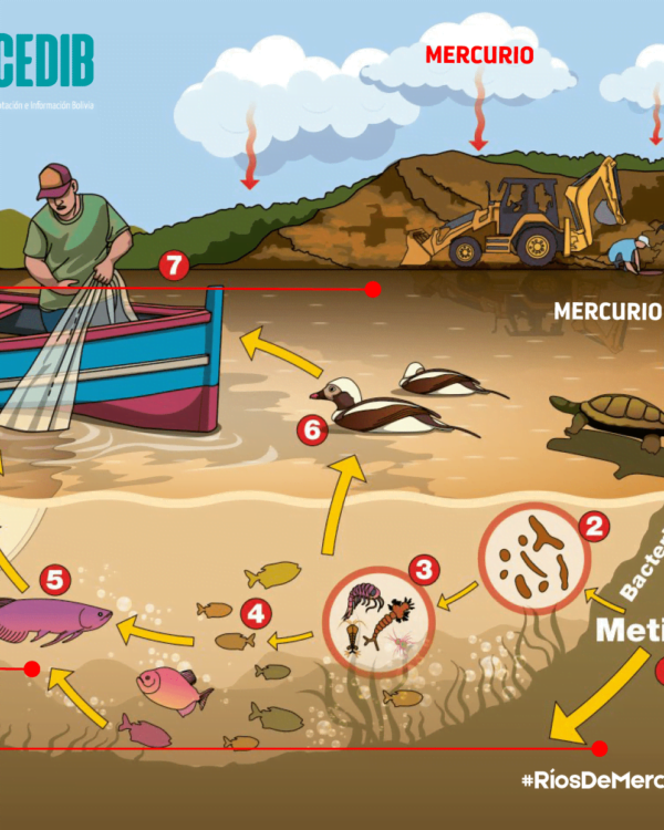 Ríos de mercurio: ¿Cómo llega el mercurio a nuestro organismo? II Ríos de mercurio: ¿Cómo llega el mercurio a nuestro organismo? II